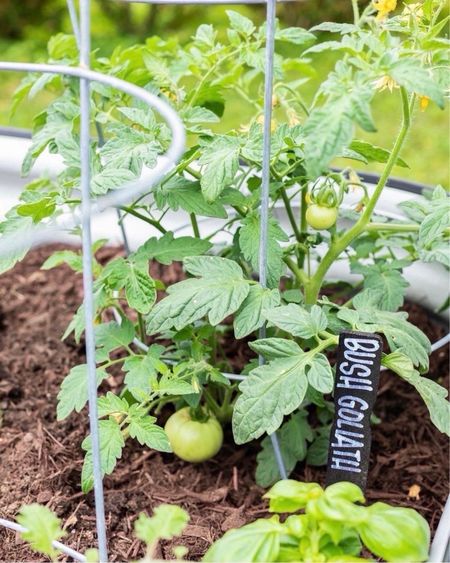 Looking to start a garden this year? Here are some of my “must haves” for a DIY home garden! 

Home garden, homesteading, DIY, mini garden, box garden, gardening ideas, simple home gardening, grow your own food

#LTKSeasonal