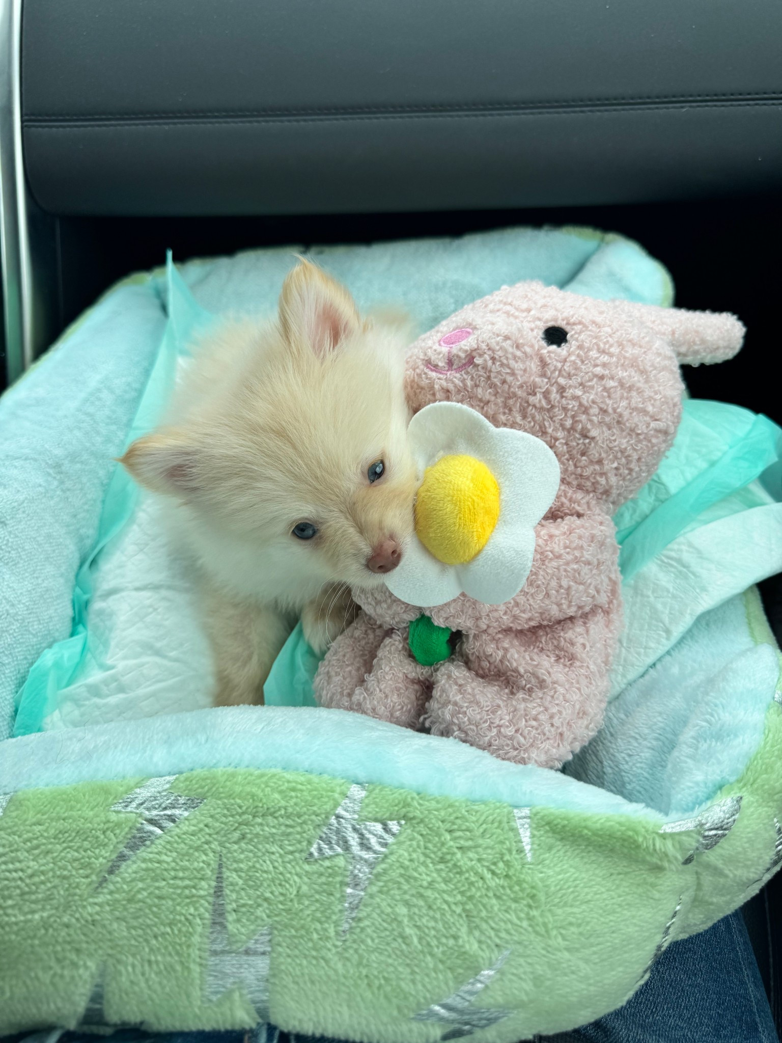 I brought my puppy home two weekends ago! I had to make sure to take a small dog bed, pee pads, collapsible water/food bowls, and small chew toys. 💙🐶🥹  I love my little Bad Benny so much already!

#LTKPets #LTKFindsUnder50 #LTKItBag