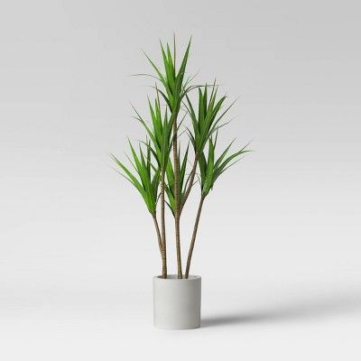 65" Dracaena Plant in Pot - Project 62™ | Target