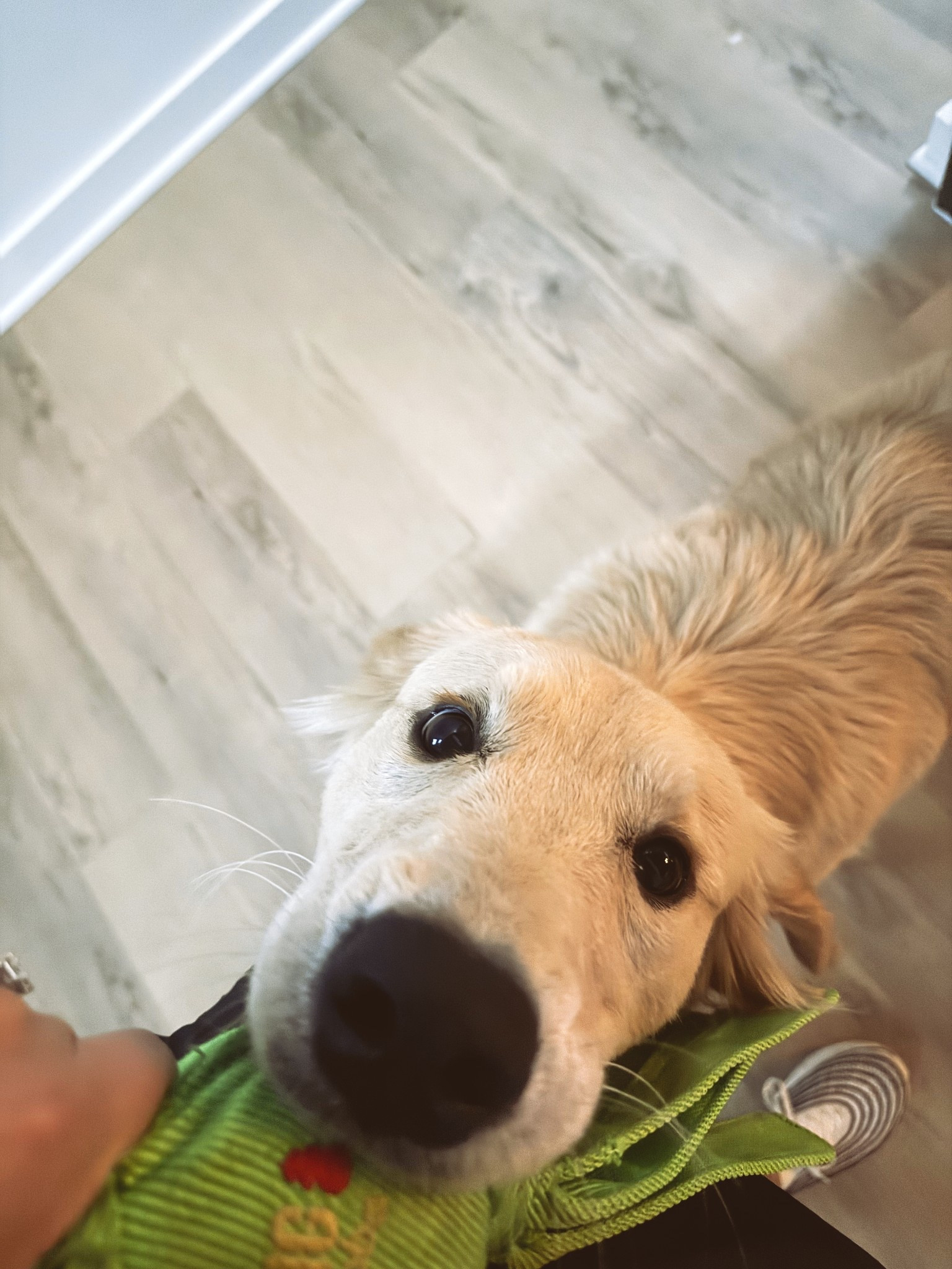 Buy your dog health and DNA test here! 

#LTKFamily #LTKPets