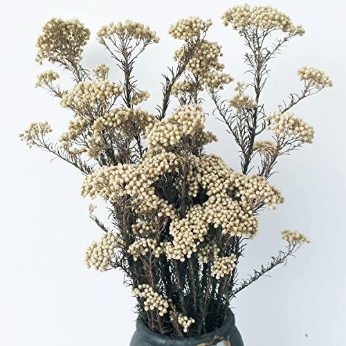 Caiyun Manor Natural Millet Flowers Dried Bouquet for Home and Wedding Decoration (Natural Color)... | Amazon (US)