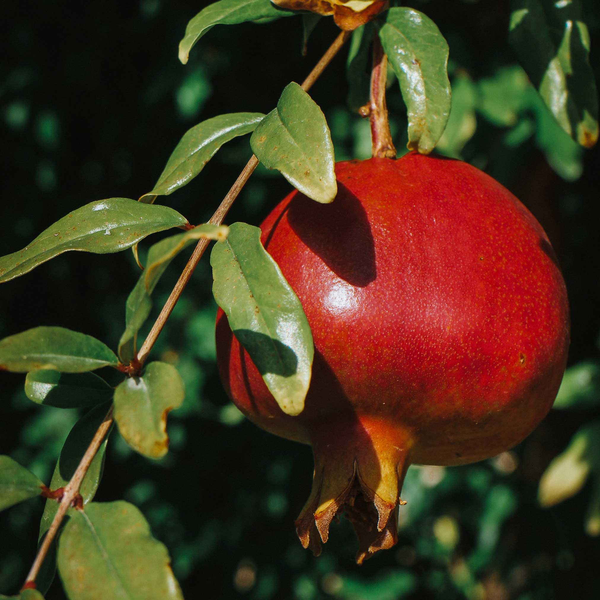 Texas Pink Pomegranate Tree | The Sill