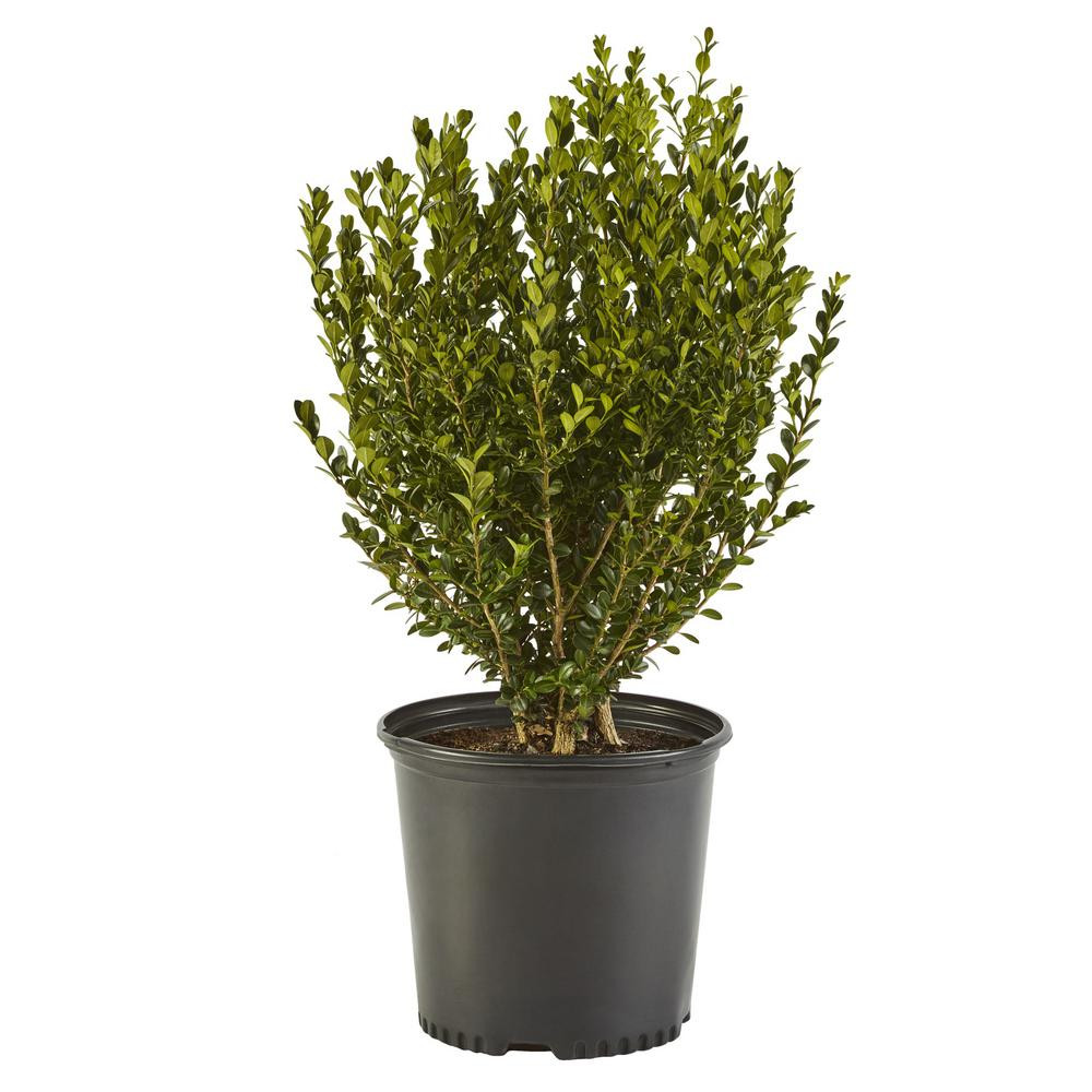 2.5 Qt. Wintergreen Boxwood Shrub Plant | The Home Depot