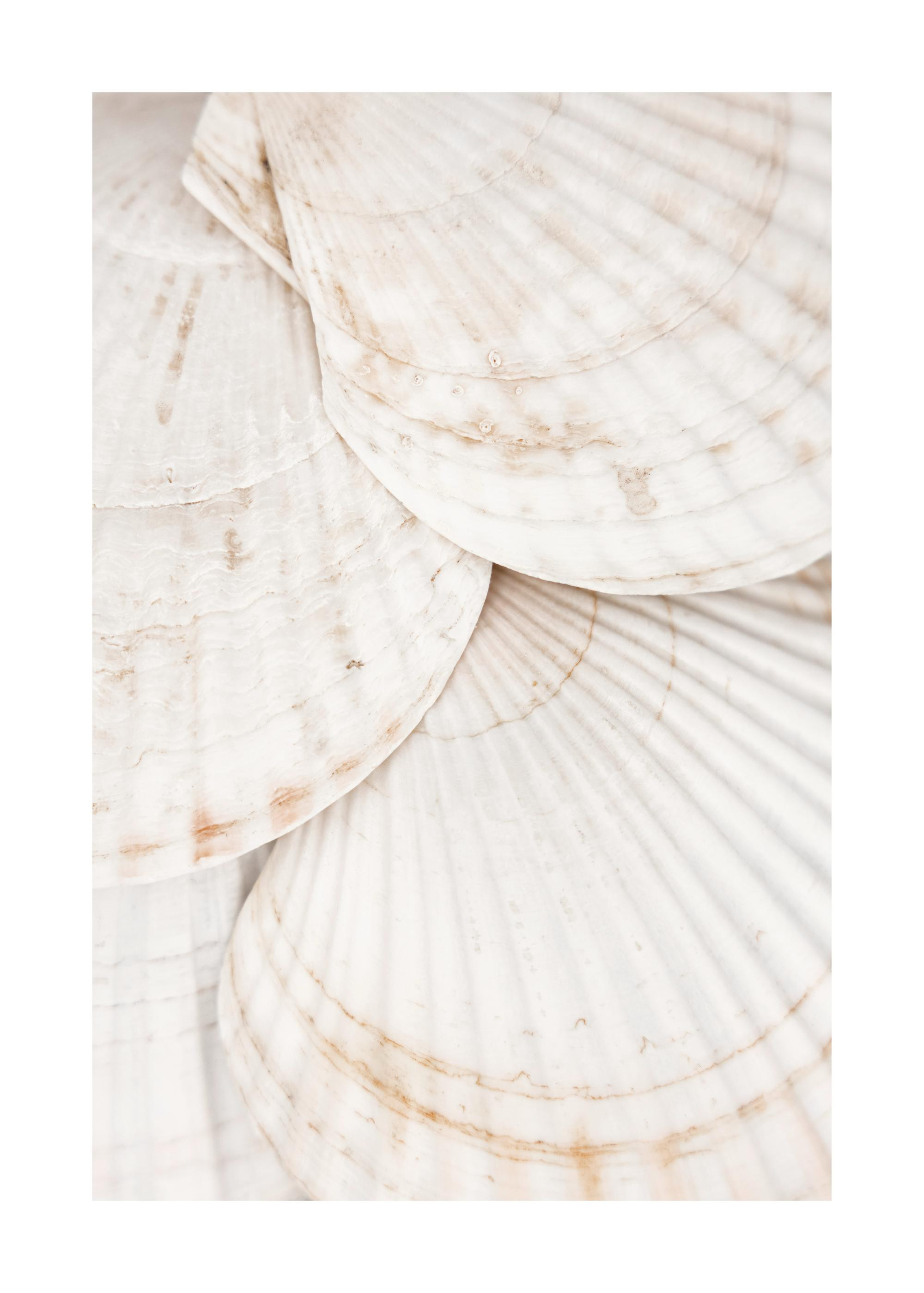 Seashells Print | Desenio