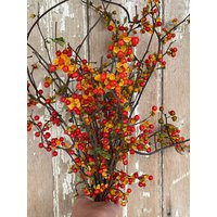 Bittersweet Bouquet, Large Bunch Free Shipping | Etsy (US)