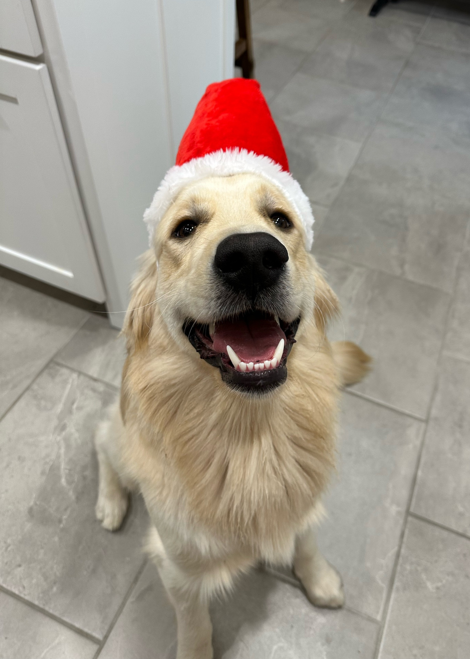 dog santa hat from amazon! 

pet | dog | christmas | amazon 

#LTKGiftGuide #LTKHoliday #LTKSeasonal