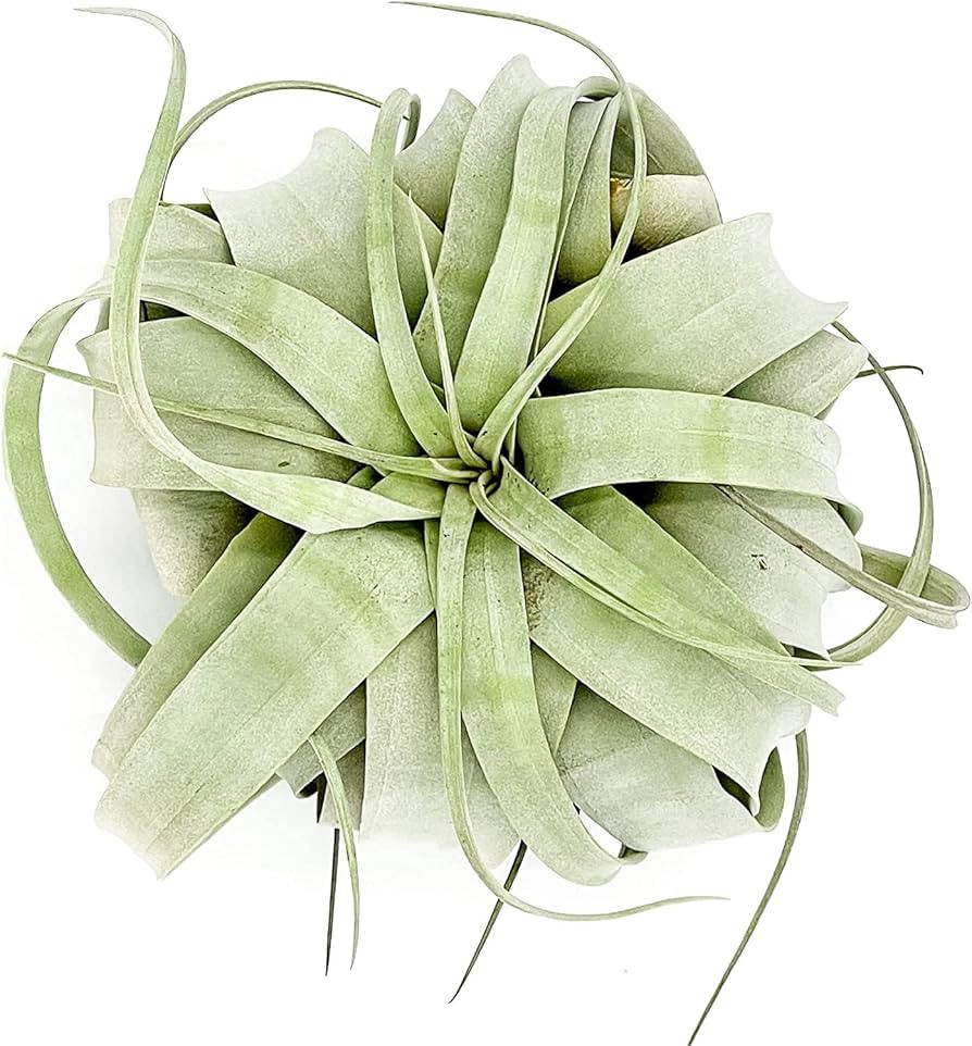 Air Plants - Tillandsia Xerographica, Large 5-7” - 1ct - Live Arrival Gauranteed - House Plants... | Amazon (US)