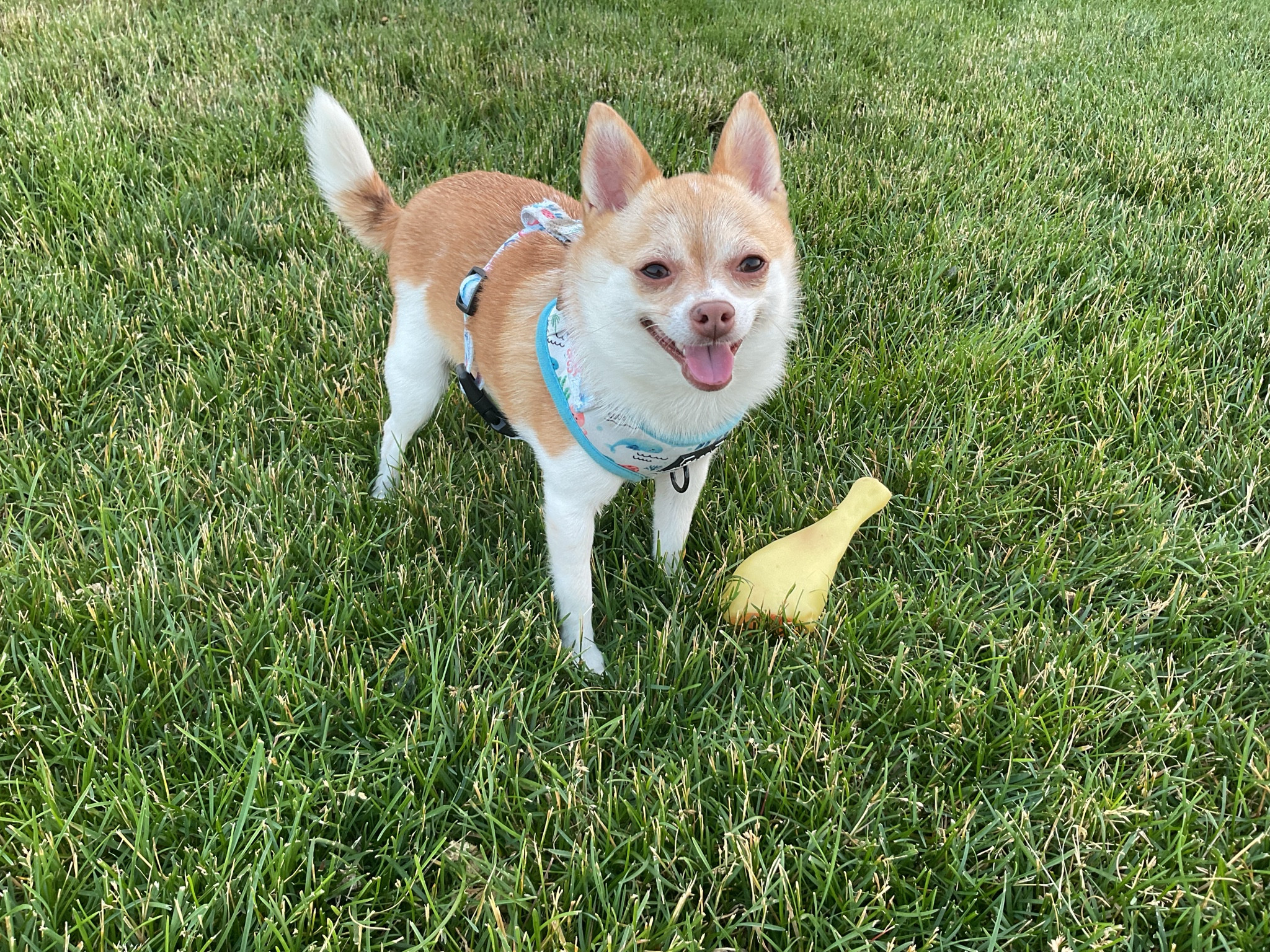 outside fetch🎾🎾🎾