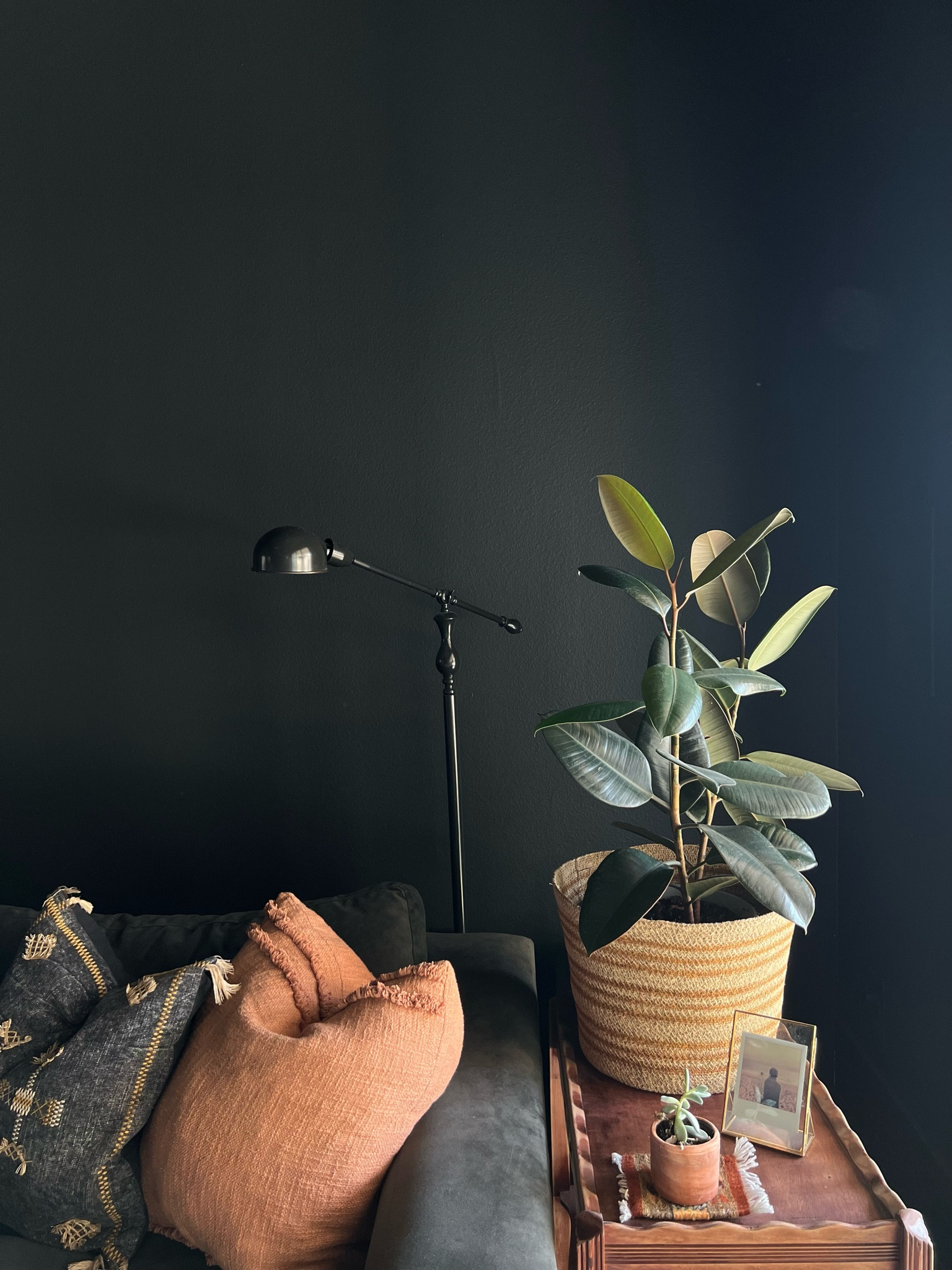 My favorite plant things  

#LTKhome #LTKsalealert