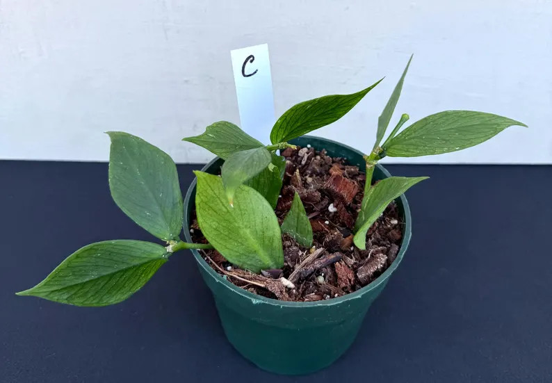 Hoya Polyneura in 4.5”pots - Rare Hoya - Wax Plant - Attractive Foliage - Houseplants - Flashy ... | Etsy (US)