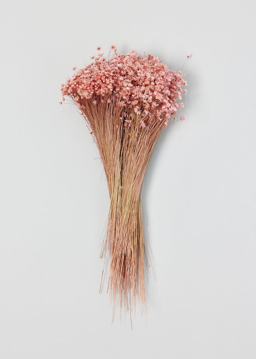 Best Dried Flowers at Afloral.com | Marcela Star Flower Bundle in Pink | Afloral