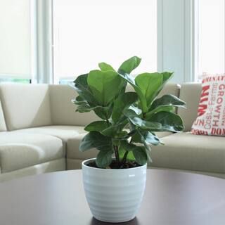 Trending Tropicals Little Fiddle Leaf Ficus Lyrata Plant in 6 in. Ceramic | The Home Depot