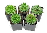 Succulent Plants | 5 Sempervivum Succulents | Rooted in Planter Pots with Soil | Real Live Indoor Pl | Amazon (US)
