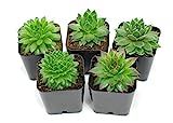 Succulent Plants | 5 Sempervivum Succulents | Rooted in Planter Pots with Soil | Real Live Indoor Pl | Amazon (US)