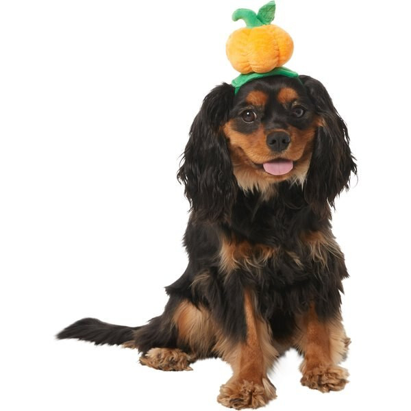 Frisco Pumpkin Dog & Cat Head Accessory | Chewy.com