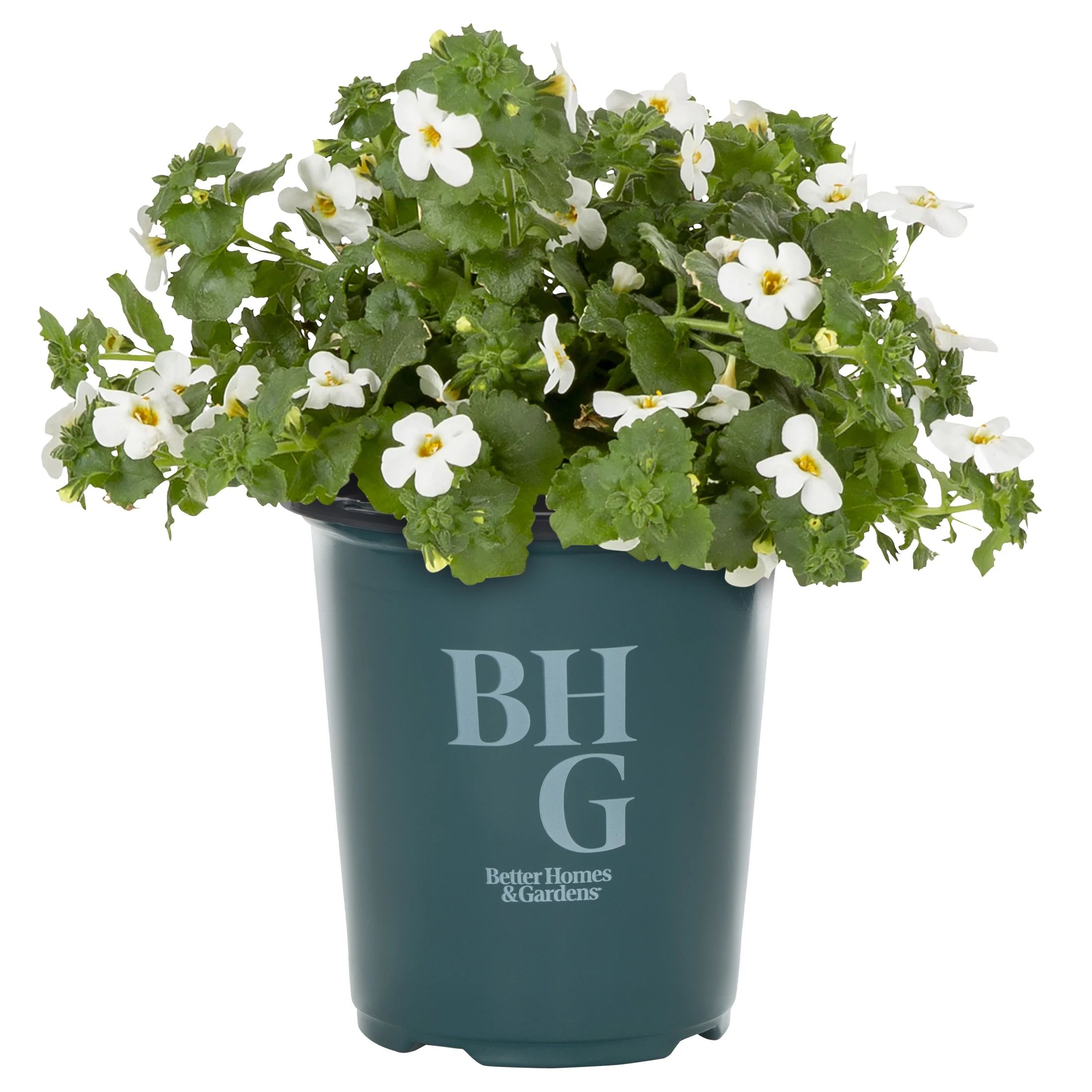 Better Homes & Gardens 1 Quart White Bacopa Annual Live Plants (5 Count) with Grower Pot | Walmart (US)