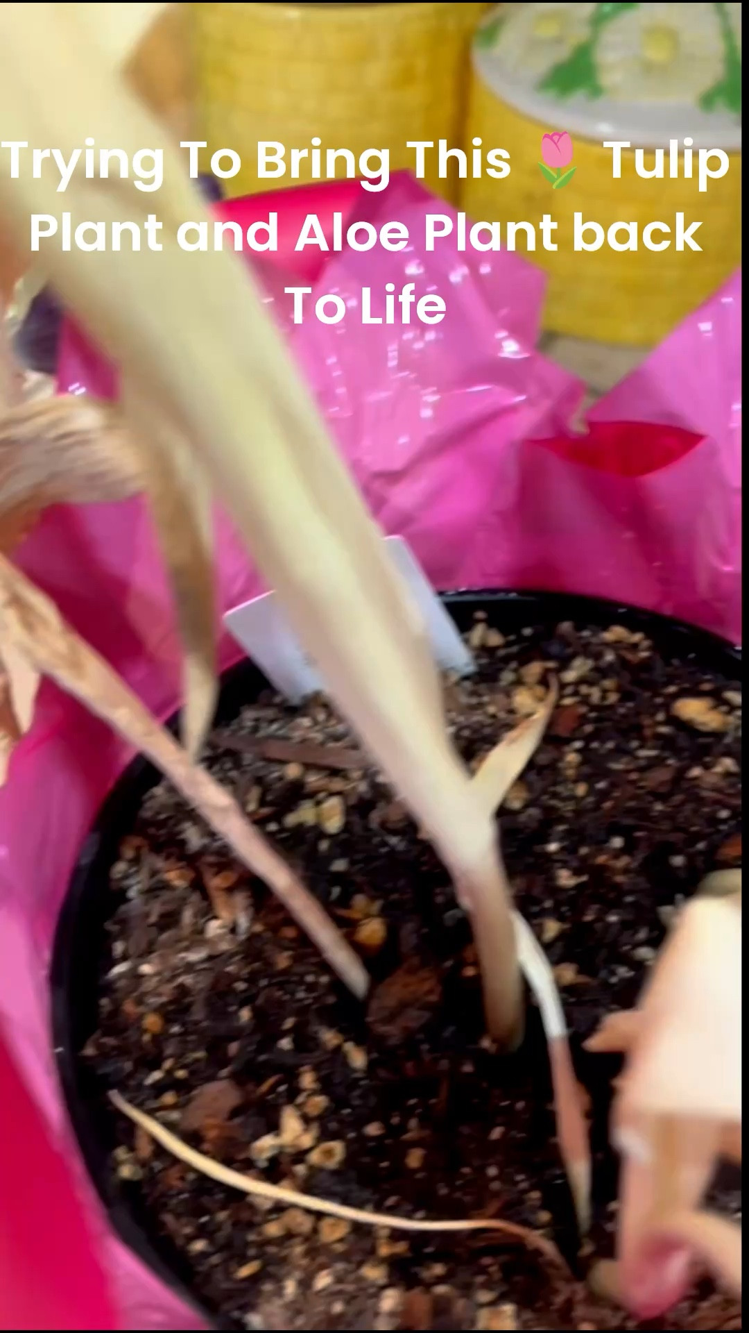 Time to bring this Tulip 💐 plant 🪴 and Aloe plant 🪴 back to life. Planting and caring for plants 🪴 is a wonderful way to unwind and relax. Using the Sol Soils Houseplant Chunky Mix for the Tulip 🌷 plant and the Succulent Gritty Mix for the Aloe Plant 🪴 The Sol Soils Repotting Soil Scoop is a great way to scoop the soil in. Follow along on my journey to bring these plants 🪴 back to life! I still have so much work to do on these plants. 🪴 

#LTKHome #LTKdayinmylife #LTKselfcare