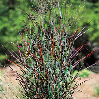 Spring Hill Nurseries 2.25-Gallon Purple Flame Perennial Grass in Pot | Lowe's