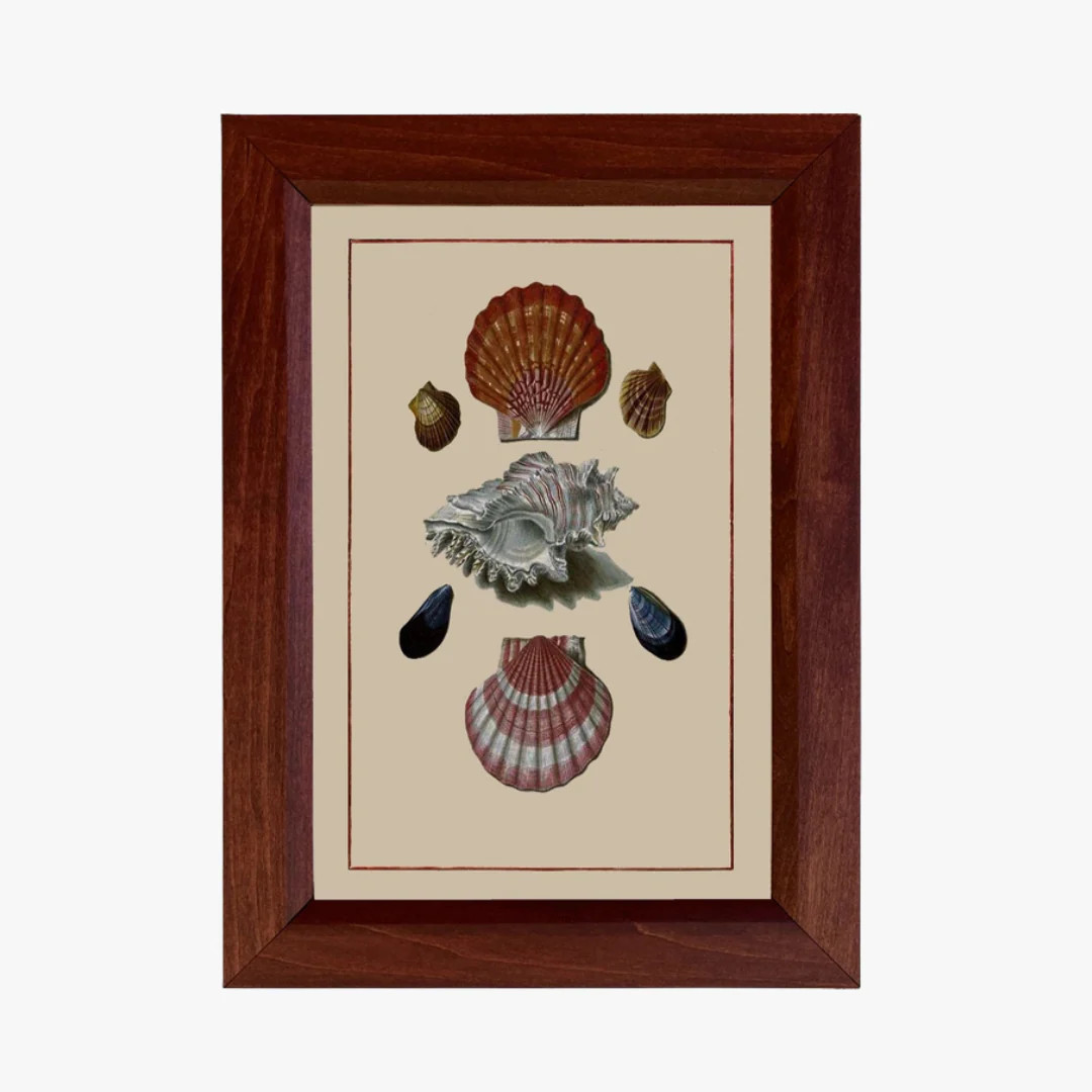Wood Framed Vintage Shell Print | Dear Keaton