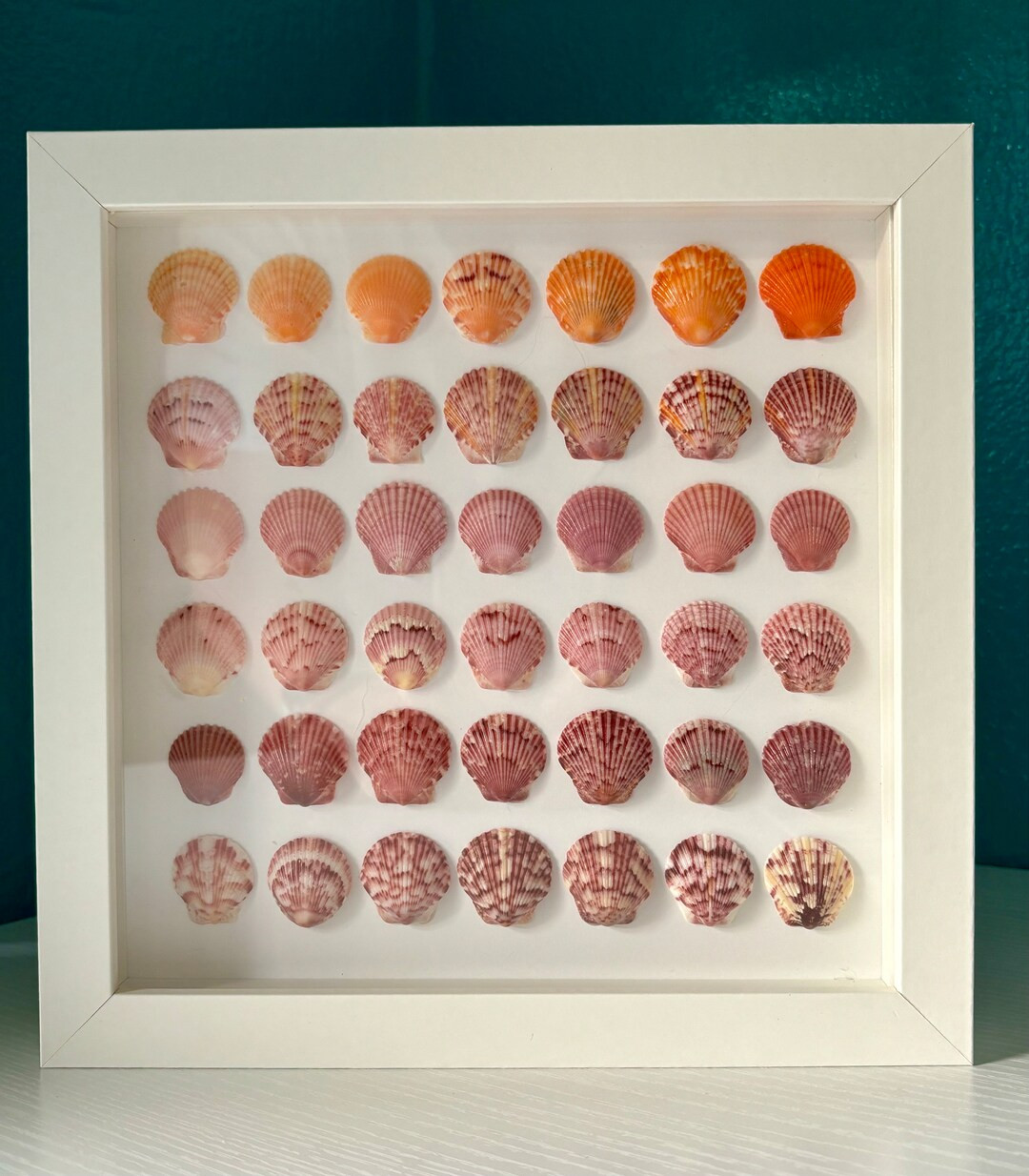 Framed Scallop Shell Art, Shell Art, Sea Shell Art, Sanibel Sea Shell Art - Etsy | Etsy (US)