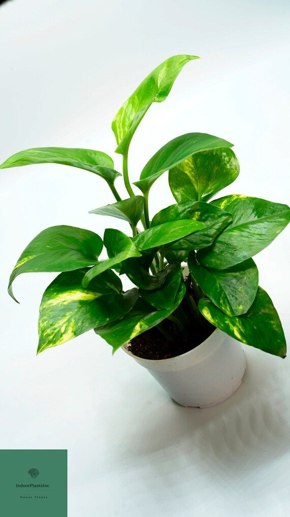 Live Golden Pothos Plants   Live Plants  Indoor Plants  | Etsy | Etsy (US)