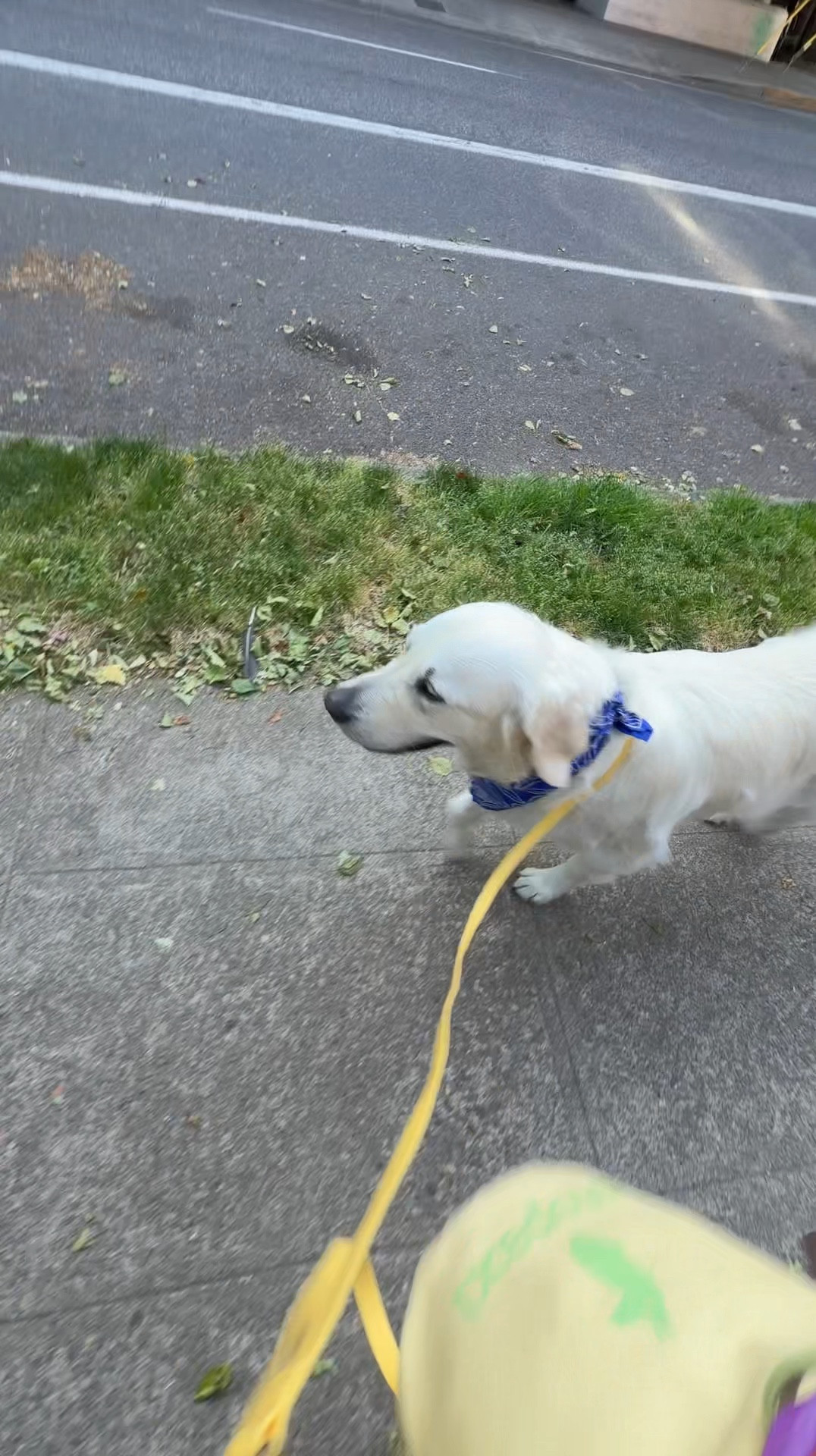 Our favorite leash!
Sunnytails with the perfect yellow for spring and summer

#LTKfitnessgoals #LTKgrwm #LTKdayinmylife