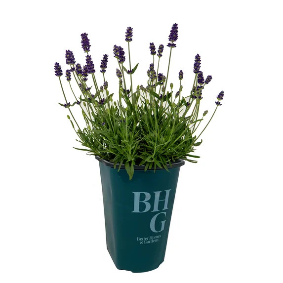 Better Homes & Gardens 1 Quart Purple Lavender Perennial Full Sun Outdoor Live Plants Full Sun | Walmart (US)