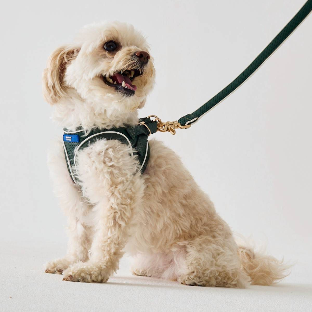 Hooray House Moto Vegan Leather Dog Harness - Green XS | Target