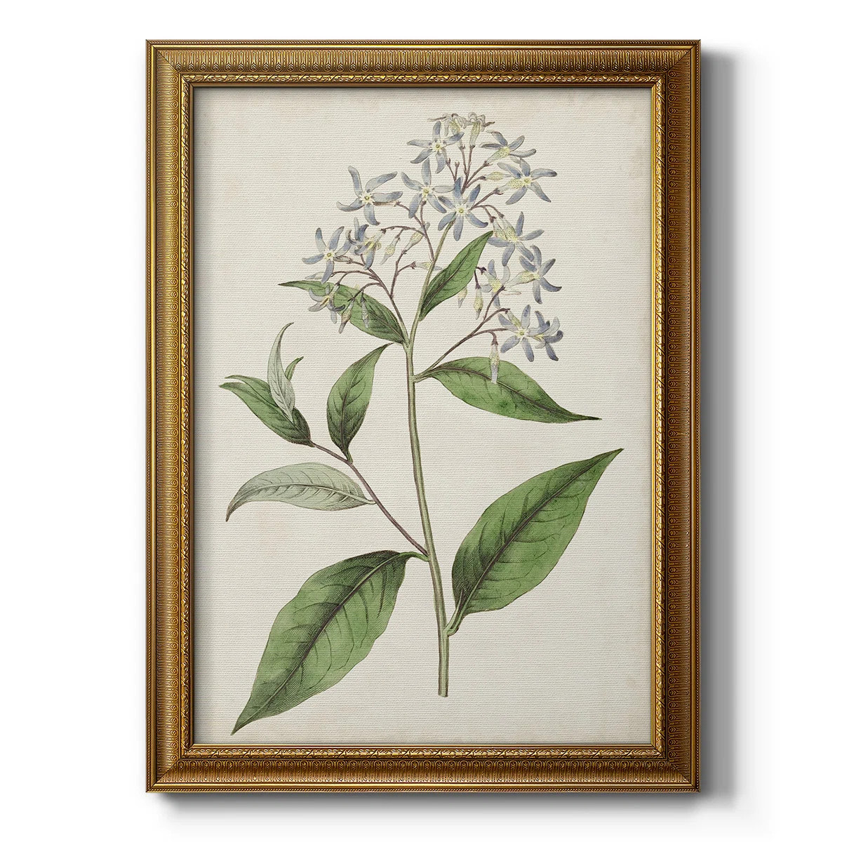 " Antique Botanical Collection XII " Painting Print | Wayfair North America