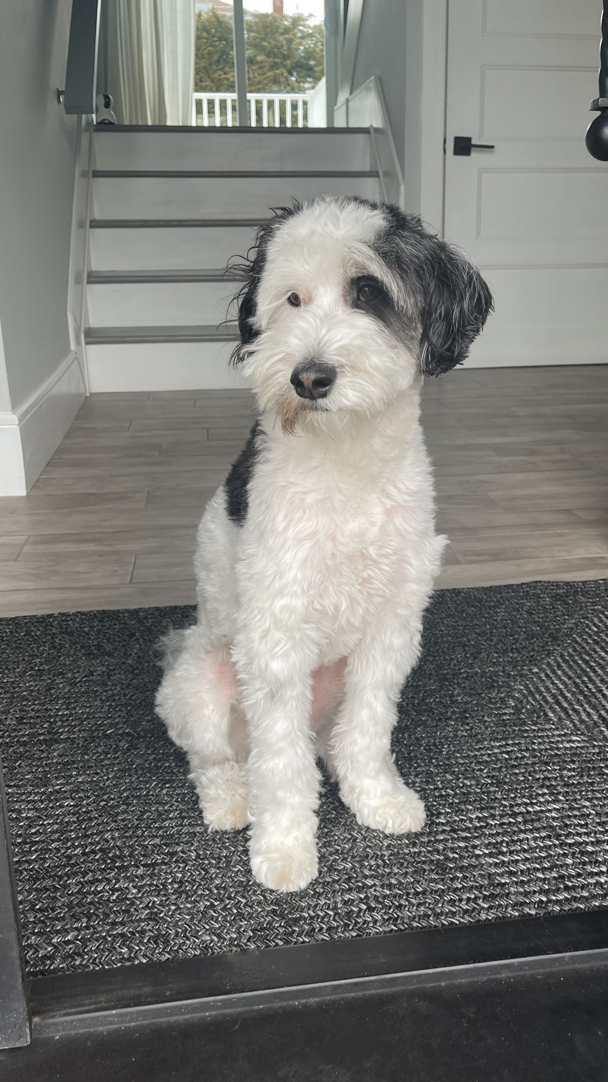 Our favorite pet-friendly rugs are on sale! We just replaced our main level entry rugs with this new black color-way! Loving how clean and fresh it is against the light floors! Bentley approves! 🐾

#LTKHome #LTKPets #LTKSaleAlert