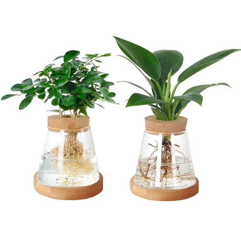 Plant Propagation Station Desktop Glass,Jademall 2 Pcs Planter Flower Vase with Lid and Wooden St... | Walmart (US)