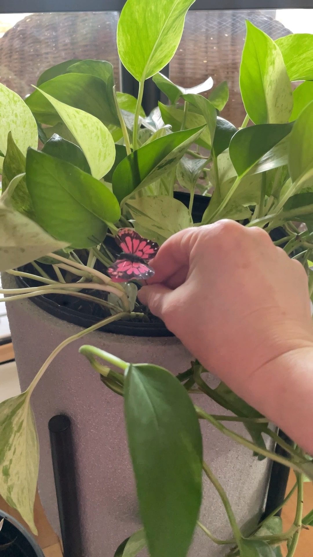 East, inexpensive spring decor idea! Put floral butterflies in your plants 🪴 

#LTKSeasonal #LTKhome #LTKFind