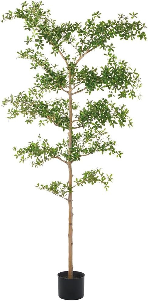 8' Shady Lady Olive Silk Tree w/Pot -Green | Amazon (US)