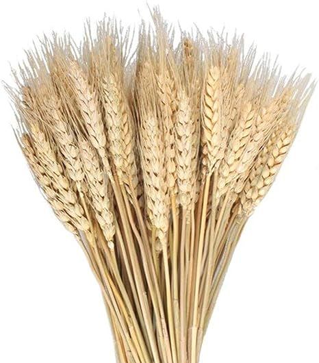 MHMJON 100 Pcs Dried Wheat Sheaves Bundle Golden Natural Wheat Bouquet Bunch Artifical Flowers Fa... | Amazon (US)