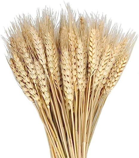 MHMJON 100 Pcs Dried Wheat Sheaves Bundle Golden Natural Wheat Bouquet Bunch Artifical Flowers Fa... | Amazon (US)