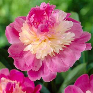 Peonies Gay Paree (Set of 3 Roots) | The Home Depot