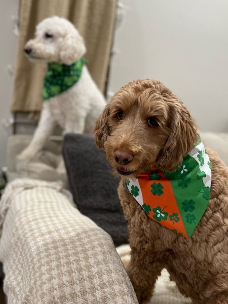 The cutest set of seasonal dog or cat bandanas! Love that they are super soft and big enough for medium sized dogs. 50 pieces! #amazon #amazonfinds #amazonpets #bandana #founditonamazon

#LTKunder50 #LTKSeasonal #LTKSale