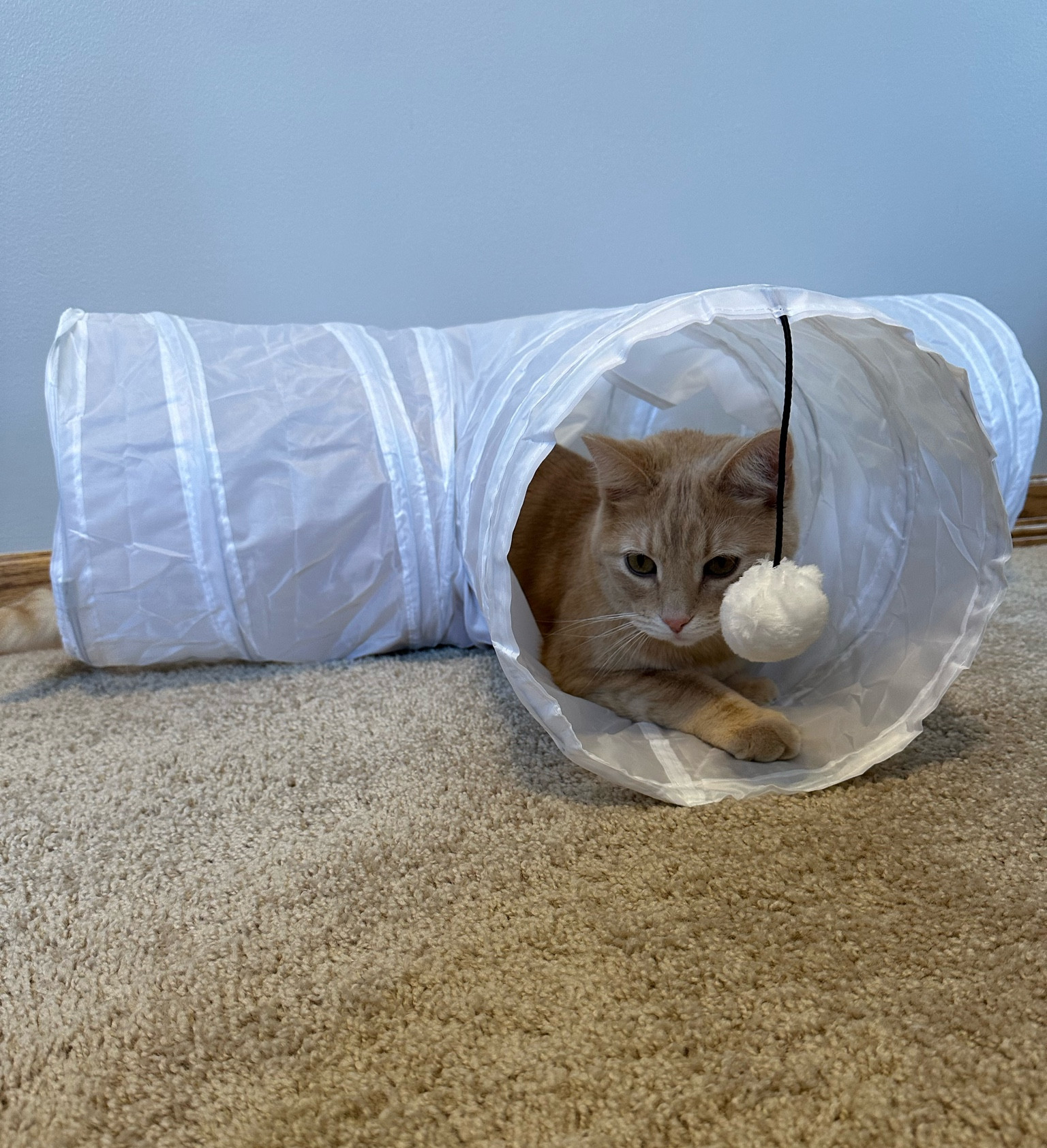 New cat toys! #LTKpets

#LTKhome #LTKFind #LTKunder50