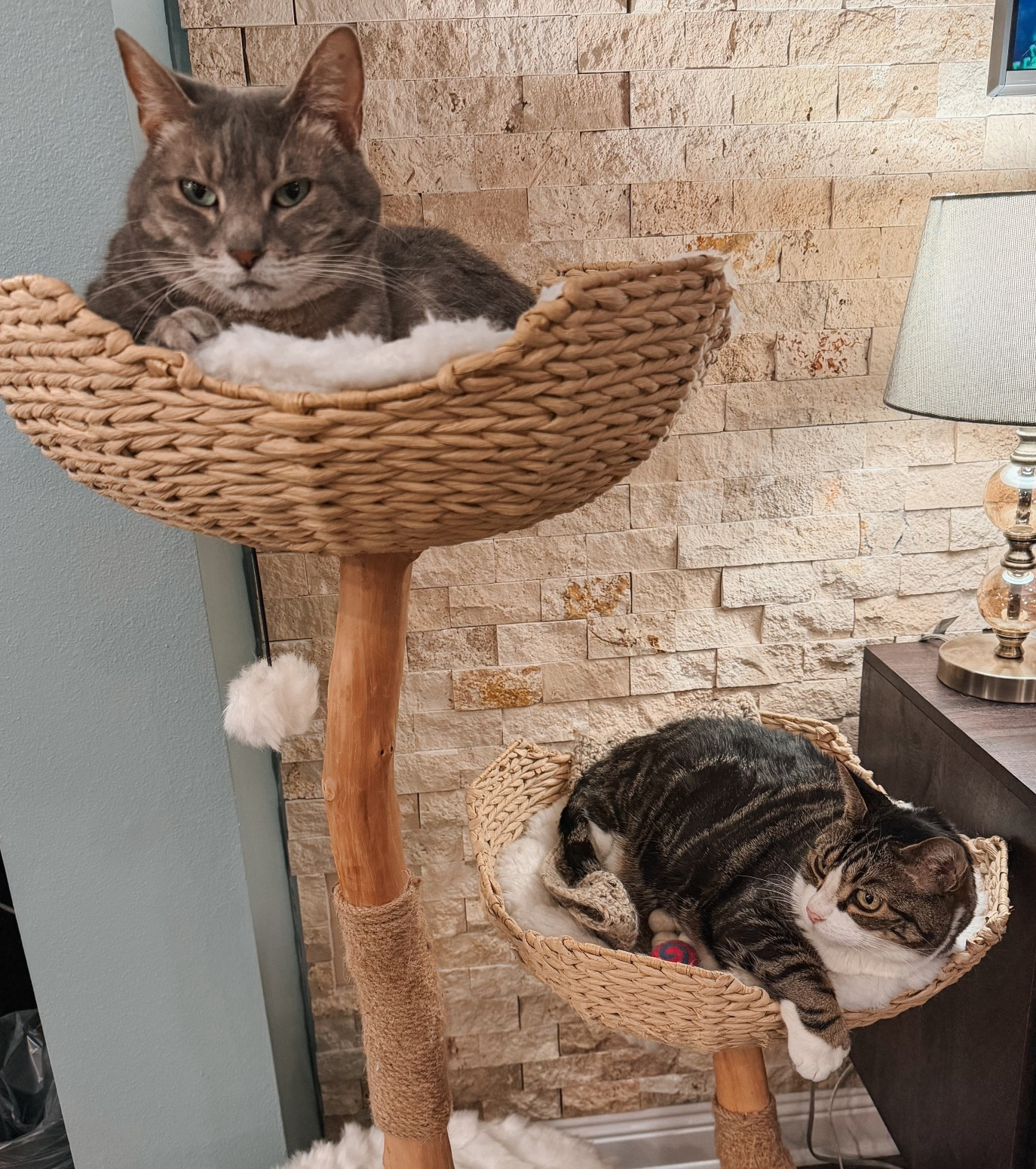 This modern cat tree has been a favorite in our house for years 😻 It’s sturdy, stylish, and blends perfectly with our living room decor. All three cats love it, and it’s held up beautifully — definitely worth it if you want a pretty, pet-friendly piece of furniture.

#LTKPets #LTKStyleTip #LTKFamily