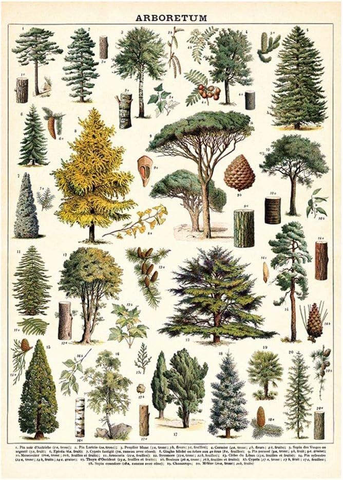 Cavallini Decorative Wrap Poster, Arboretum, 20 x 28 inch Italian Archival Paper (WRAP/Tree) | Amazon (US)