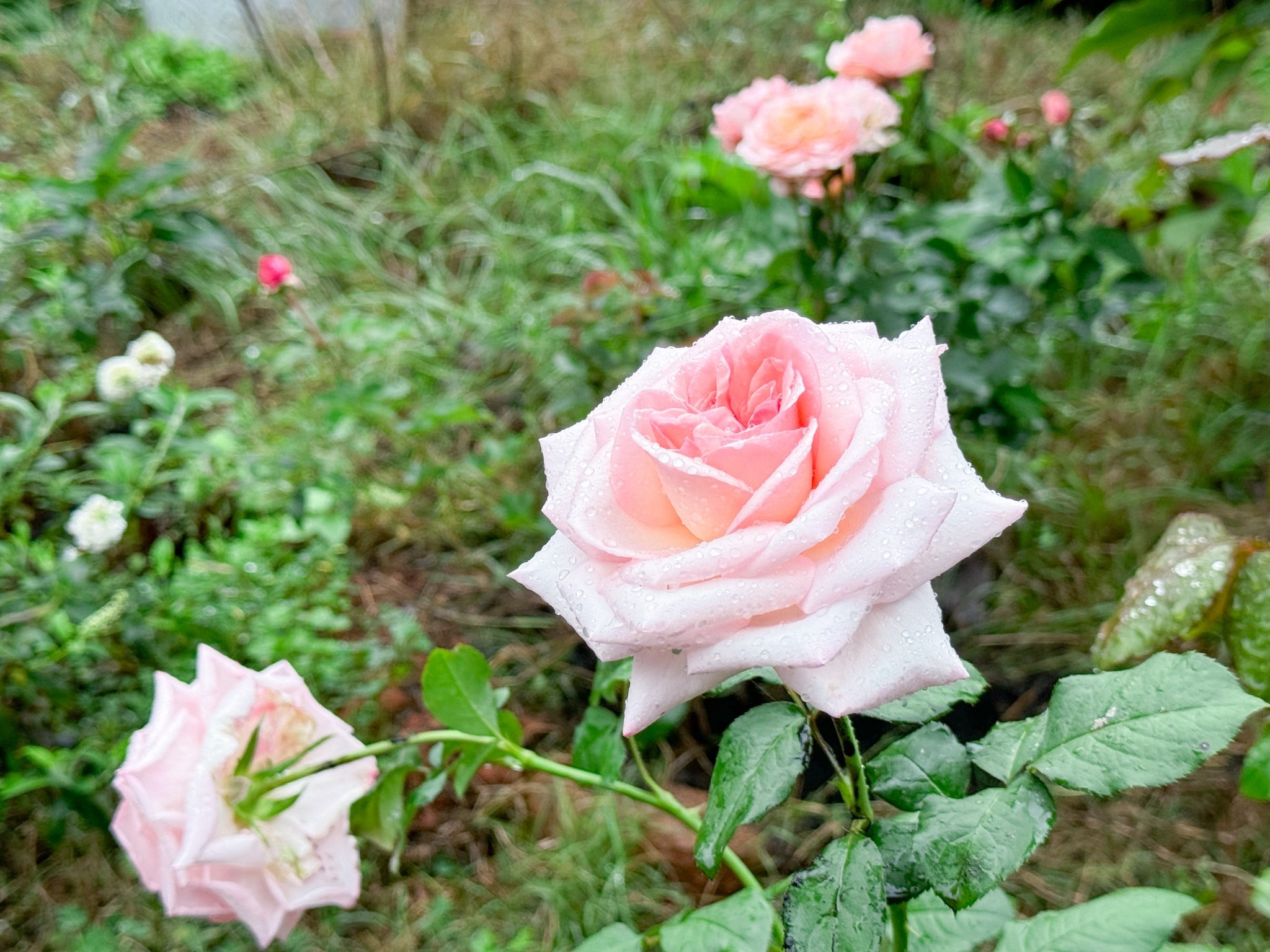 Pink O’Hara and Julietta are so pretty planted together  

#LTKFindsUnder100 #LTKSeasonal #LTKHome