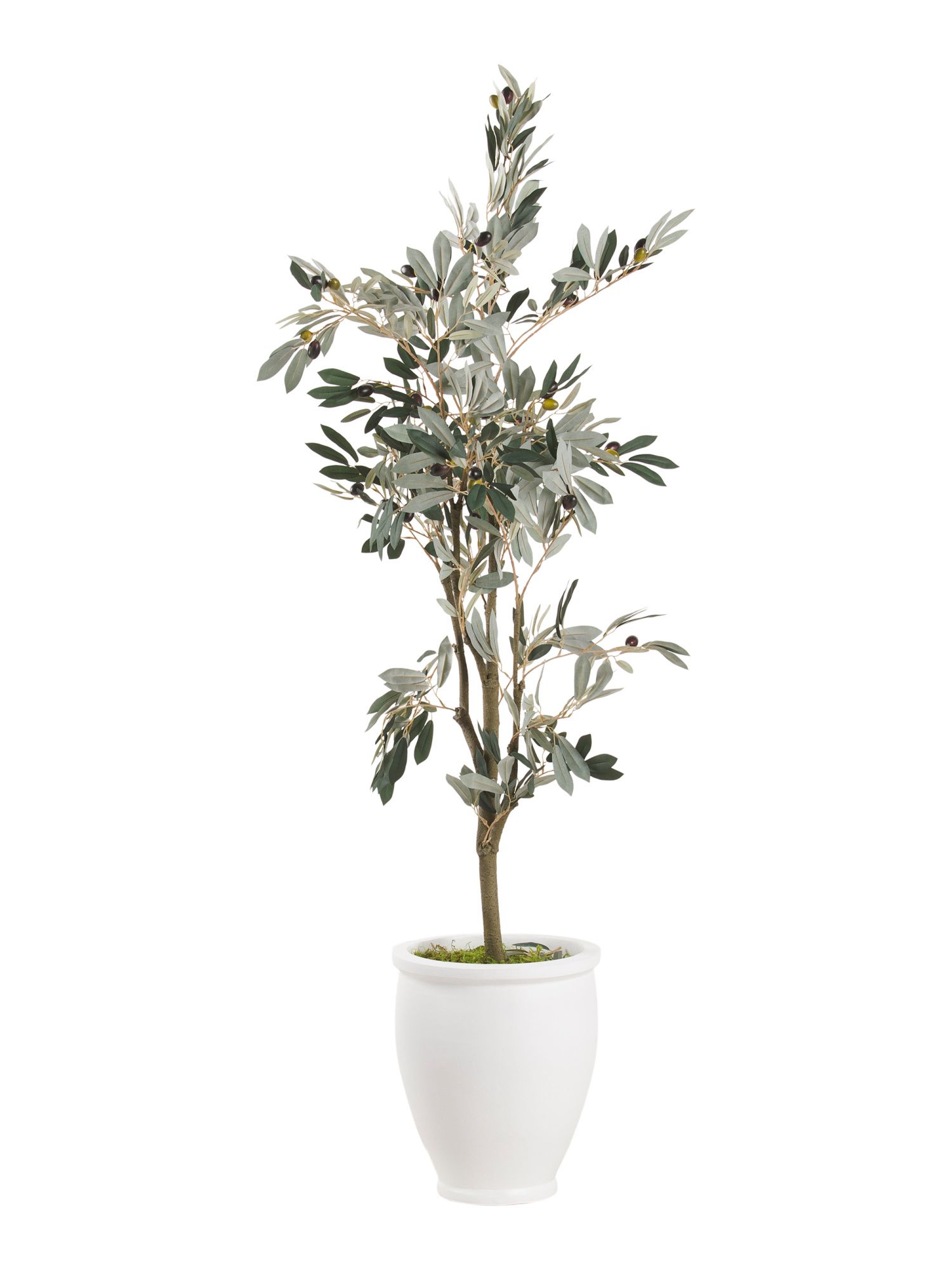 5ft Olive Tree In White Pot | TJ Maxx