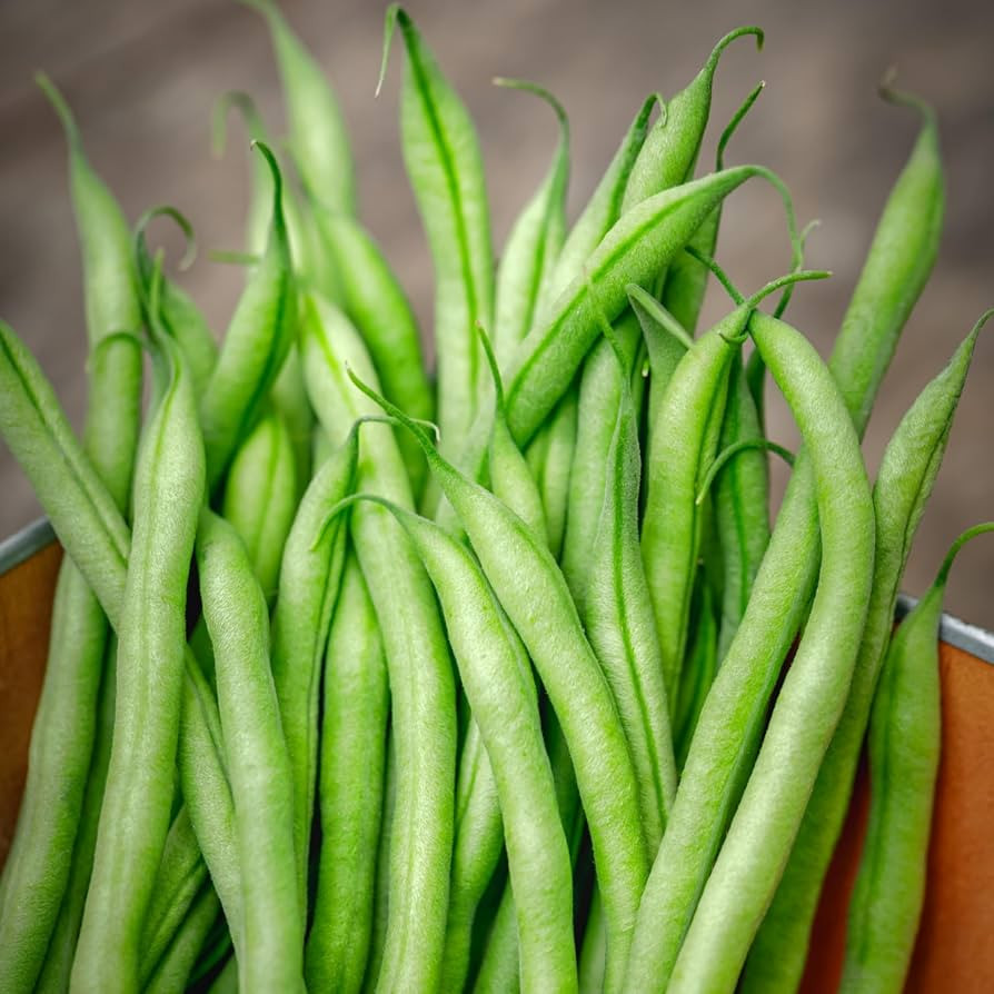 PREMIER SEEDS DIRECT - Dwarf French Bean - SLENDERETTE - 150 Seeds | Amazon (UK)