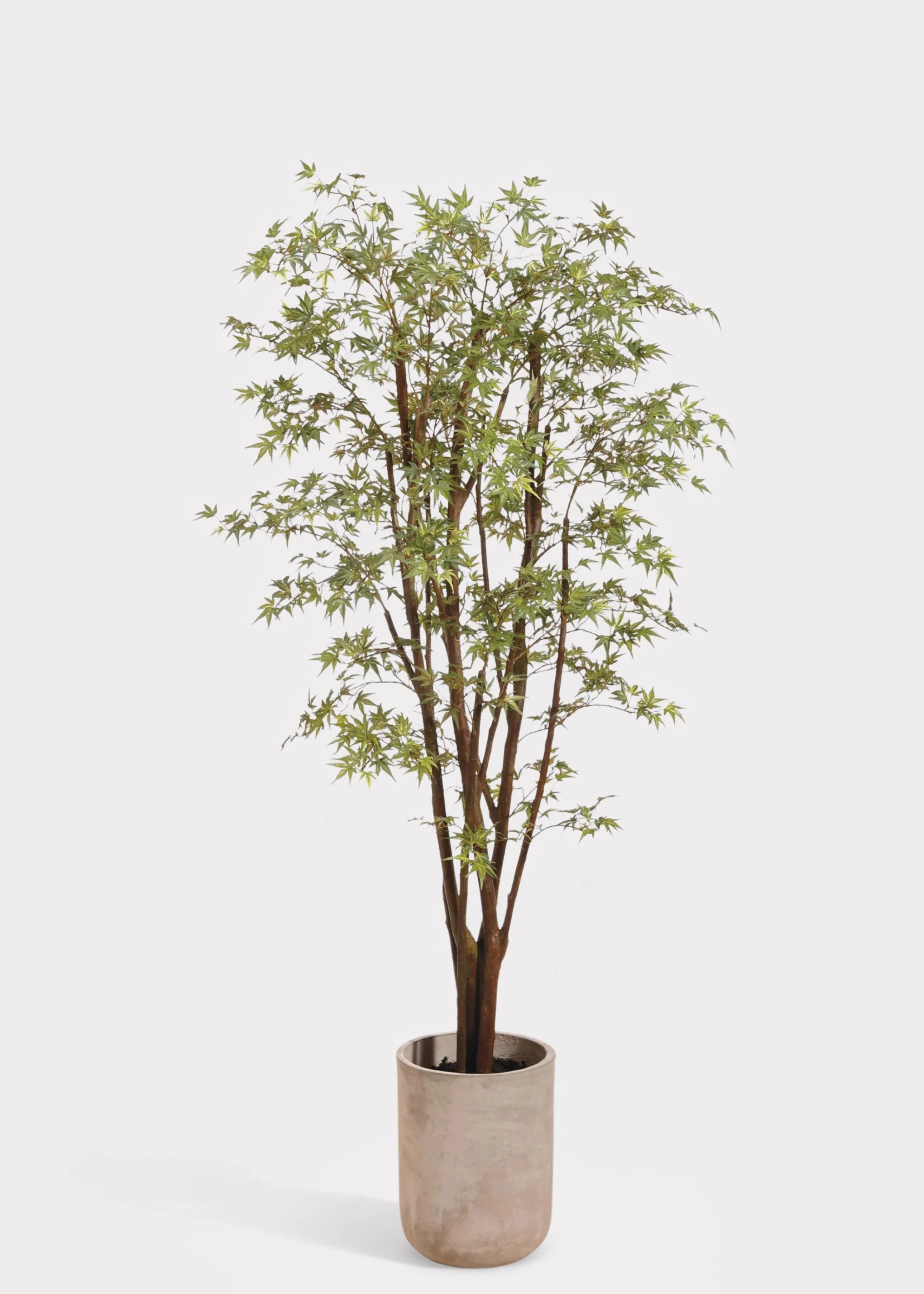 Japanese Maple Tree in Pot | Lifelike Fake Potted Plants | Afloral | Afloral