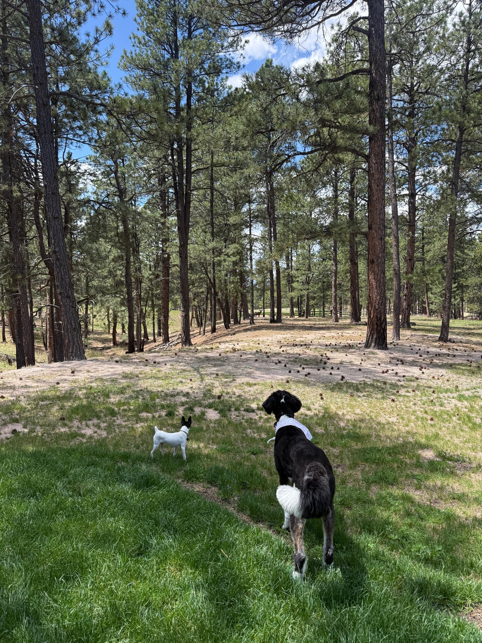 Lulu & Tacho found a friend. Linking some outdoor faves!

#LTKdayinmylife #LTKSeasonal #LTKHome