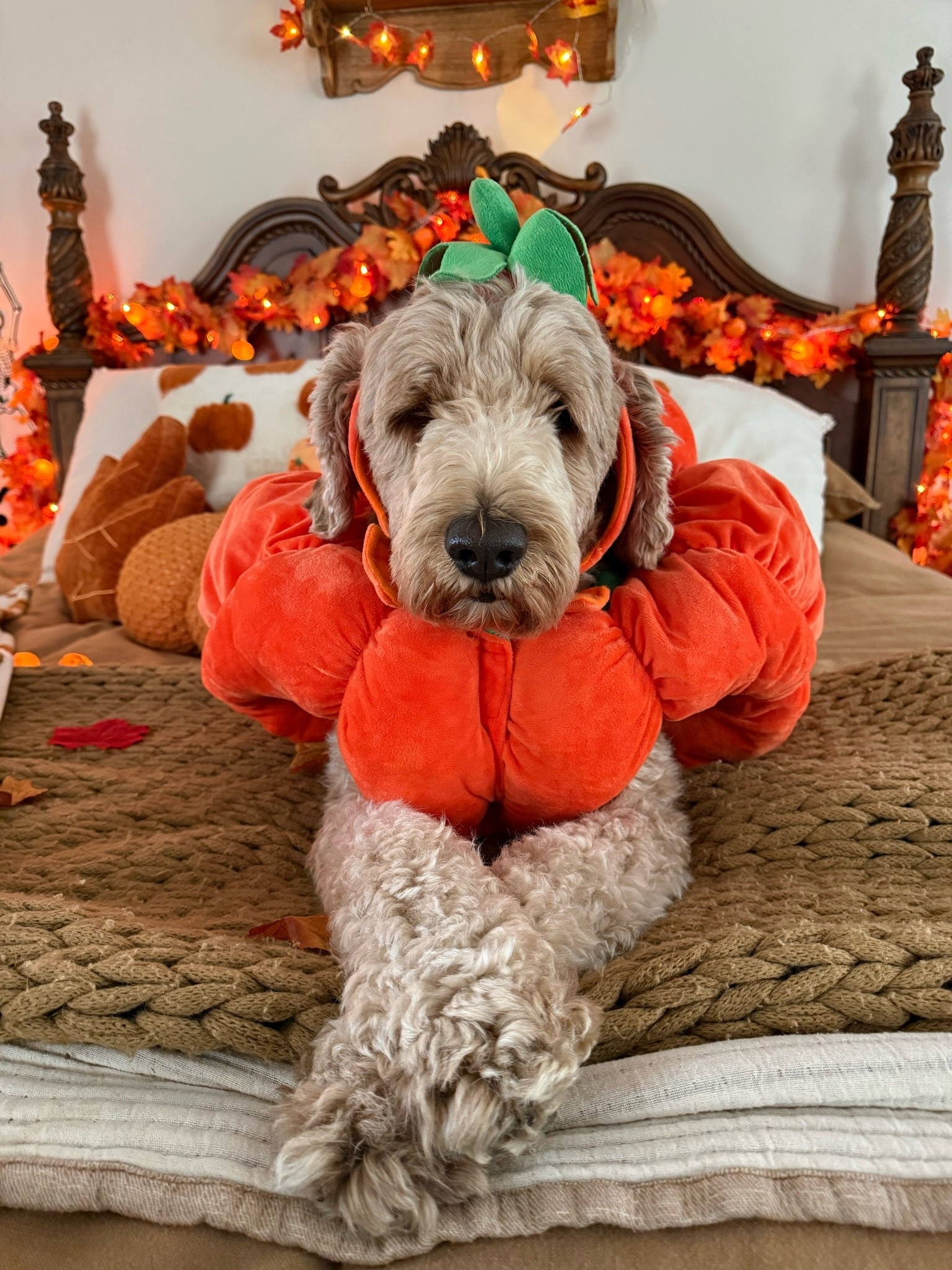 Dog pumpkin costume // Halloween costume for pets // target // spooky season

#LTKootd #LTKSeasonal #LTKdayinmylife