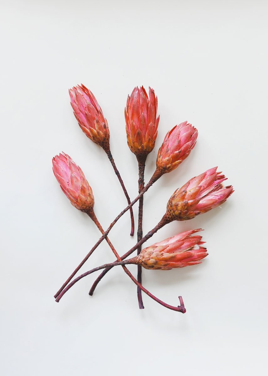 Pack of 6 - Fuchsia Red Protea Repens - 10-12" Tall | Afloral (US)
