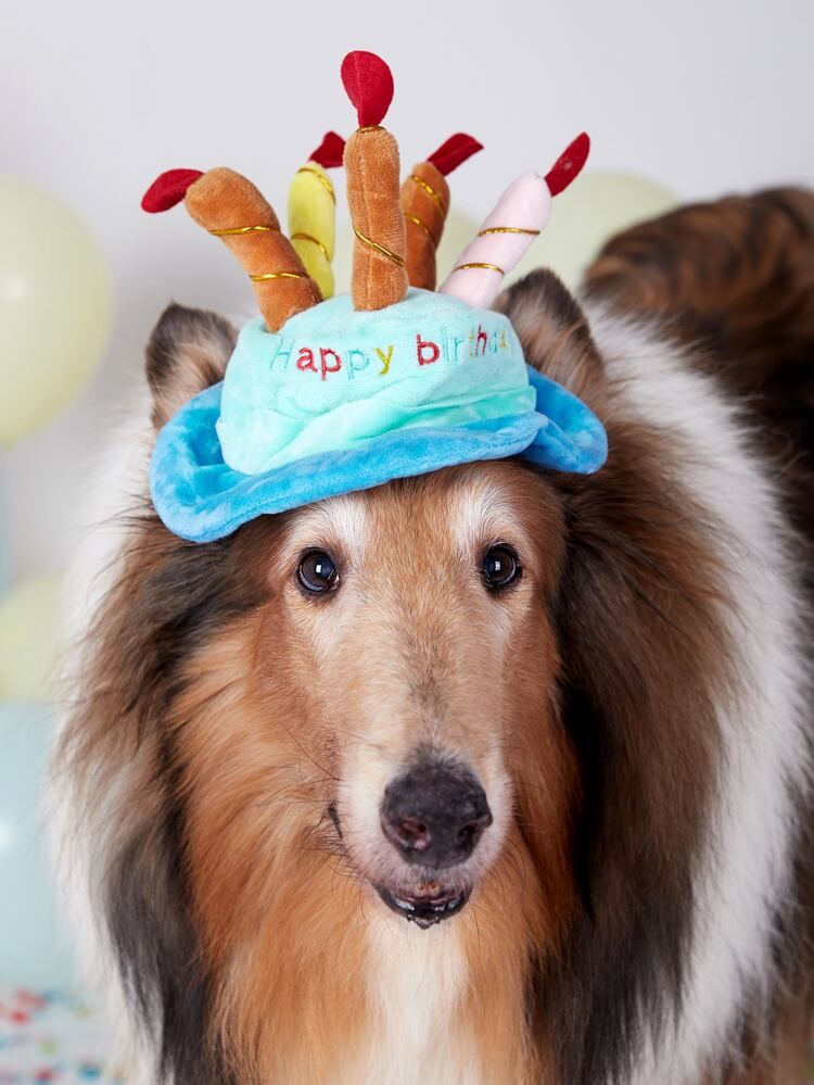 Birthday Cake Design Pet Hat | SHEIN