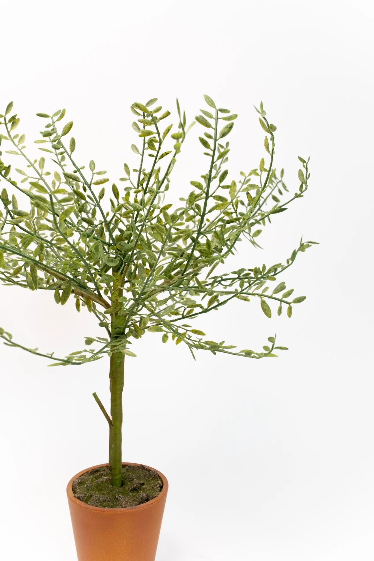 Tessa Potted Thyme Topiary | THELIFESTYLEDCO