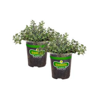 19 oz. German Thyme Herb Plant (2-Pack) | The Home Depot